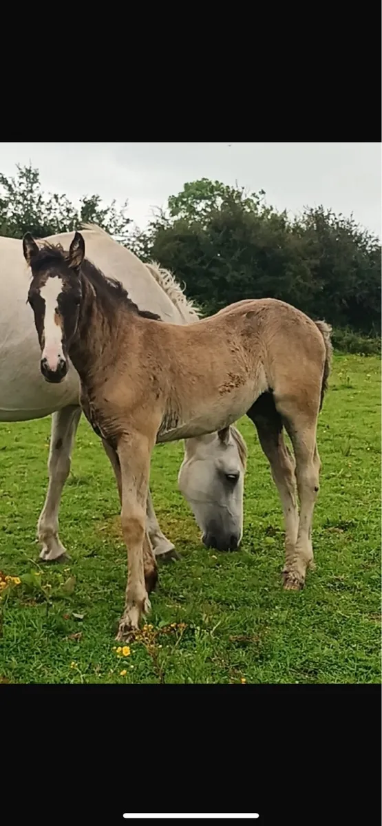 7 month old filly foal - Image 1