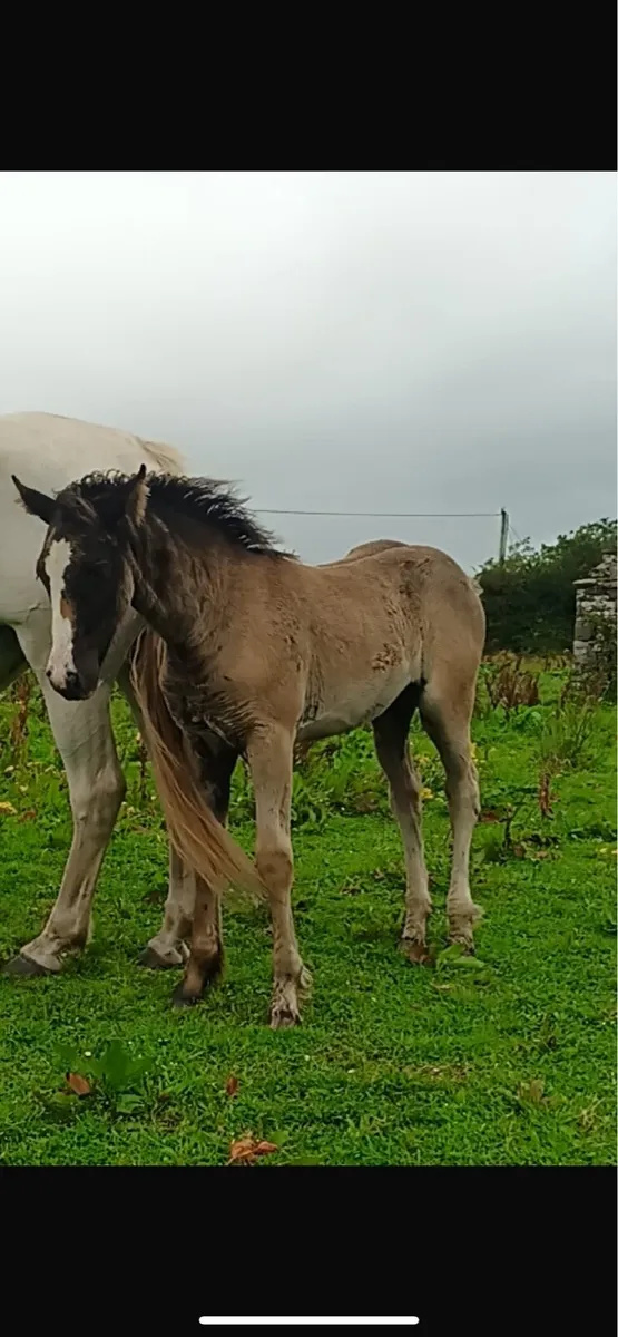 7 month old filly foal - Image 2