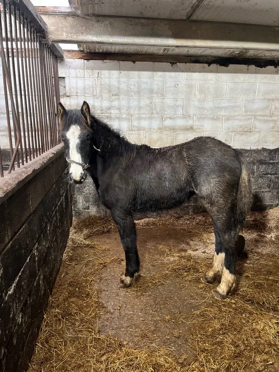 7 month old filly foal - Image 3