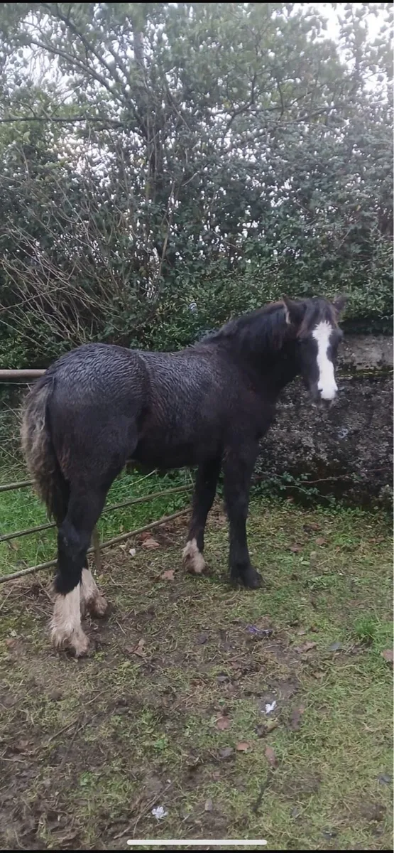 7 month old filly foal - Image 4