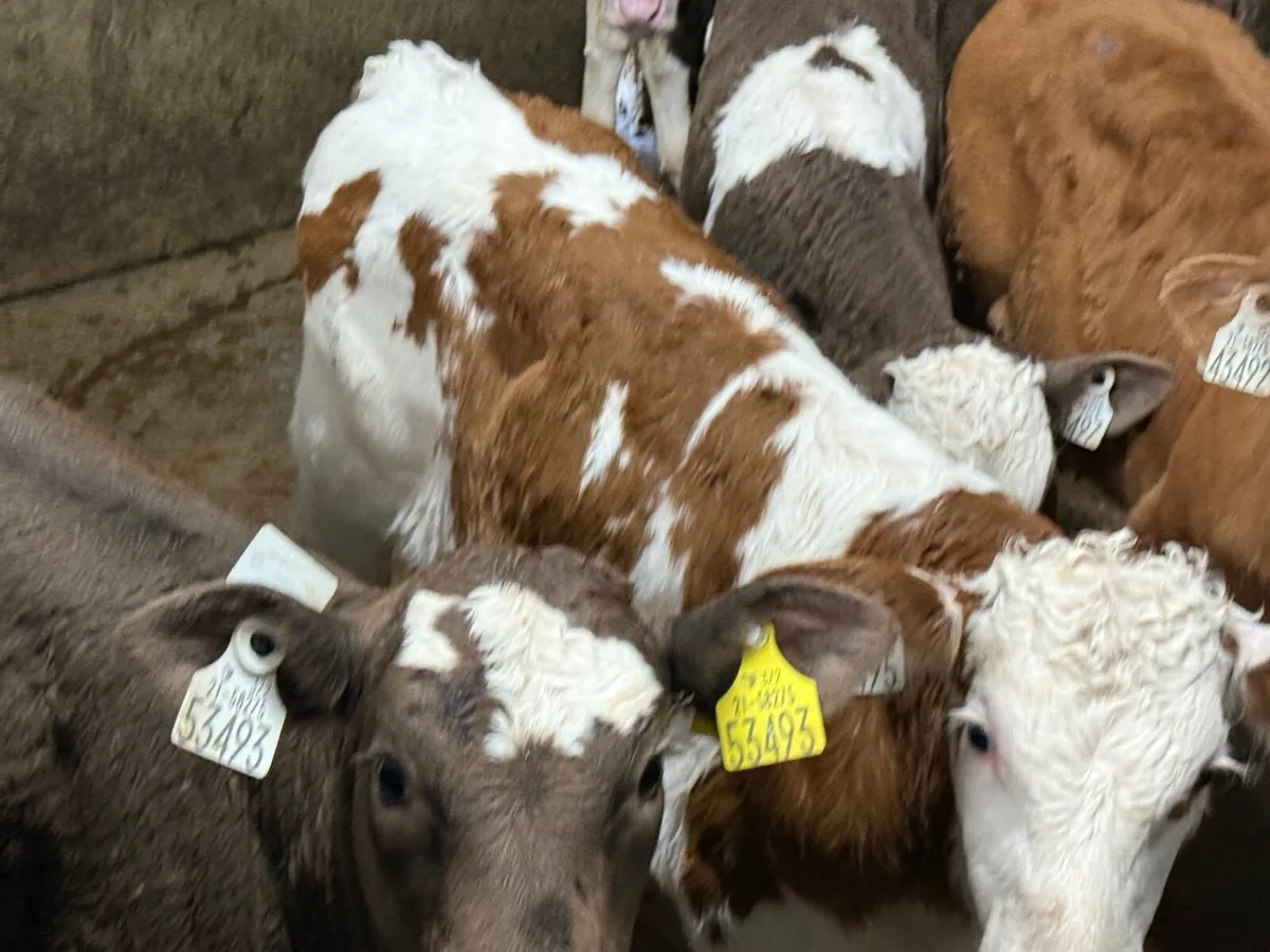 6 STRONG SIMMENTAL CALVES ( 6 WEEKS) - Image 1