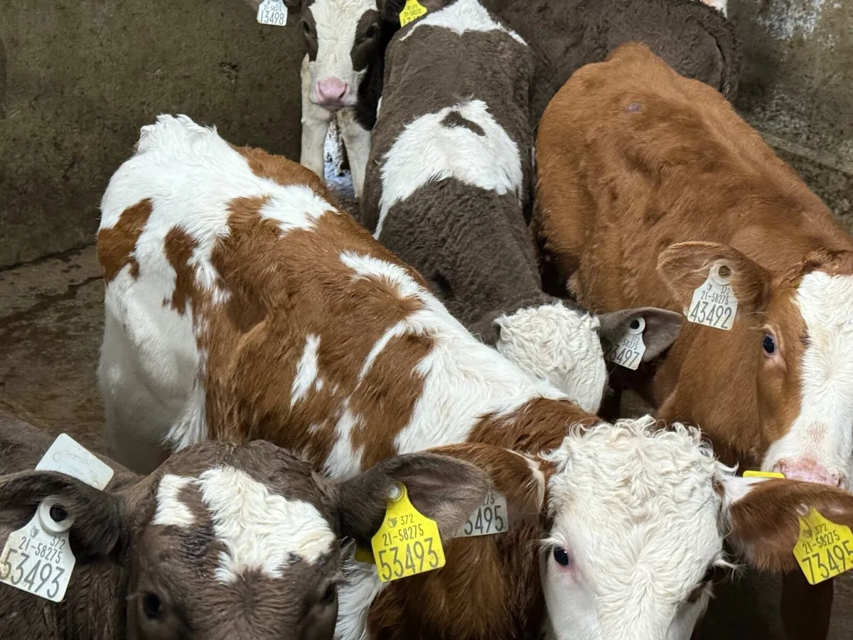 6 STRONG SIMMENTAL CALVES ( 6 WEEKS) - Image 2