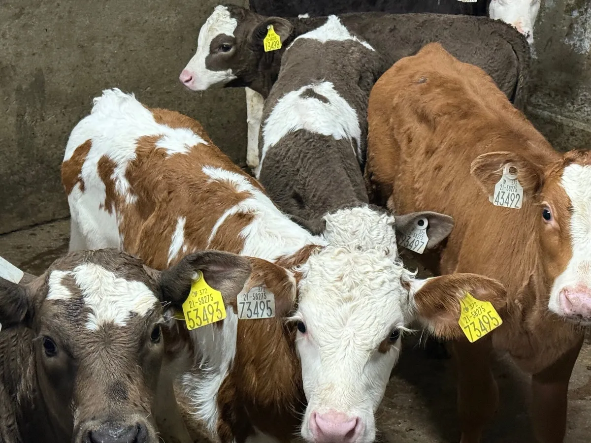 6 STRONG SIMMENTAL CALVES ( 6 WEEKS) - Image 3