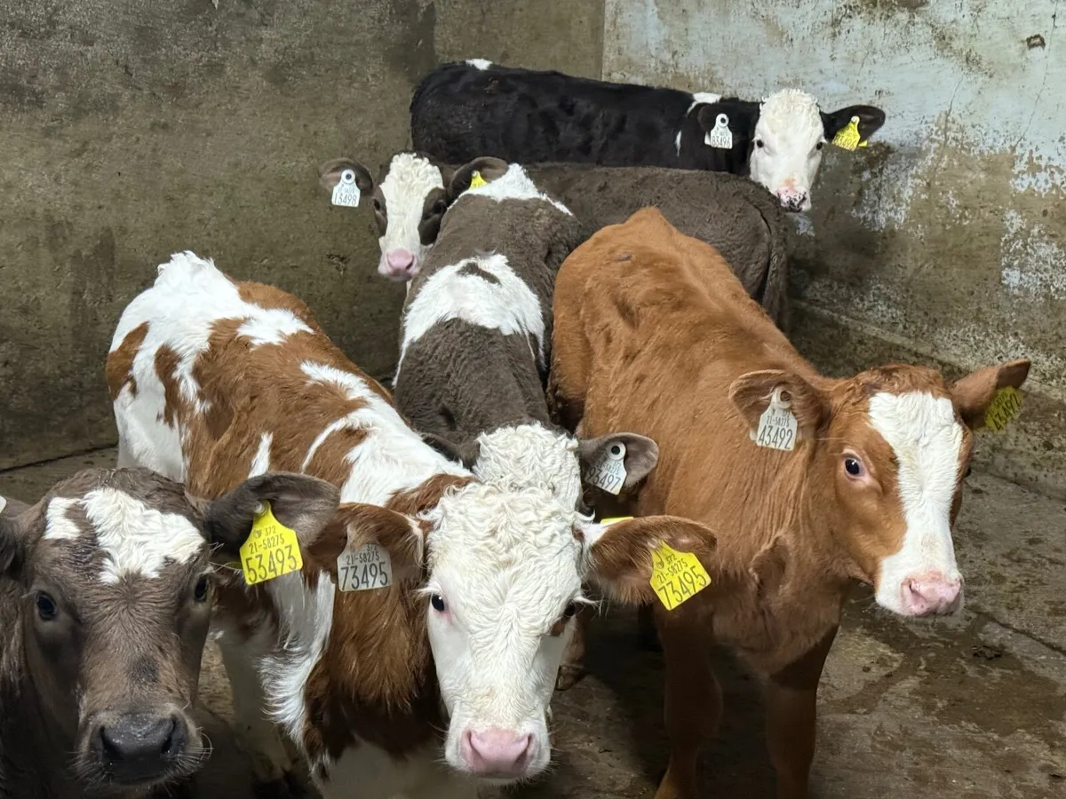 6 STRONG SIMMENTAL CALVES ( 6 WEEKS) - Image 4