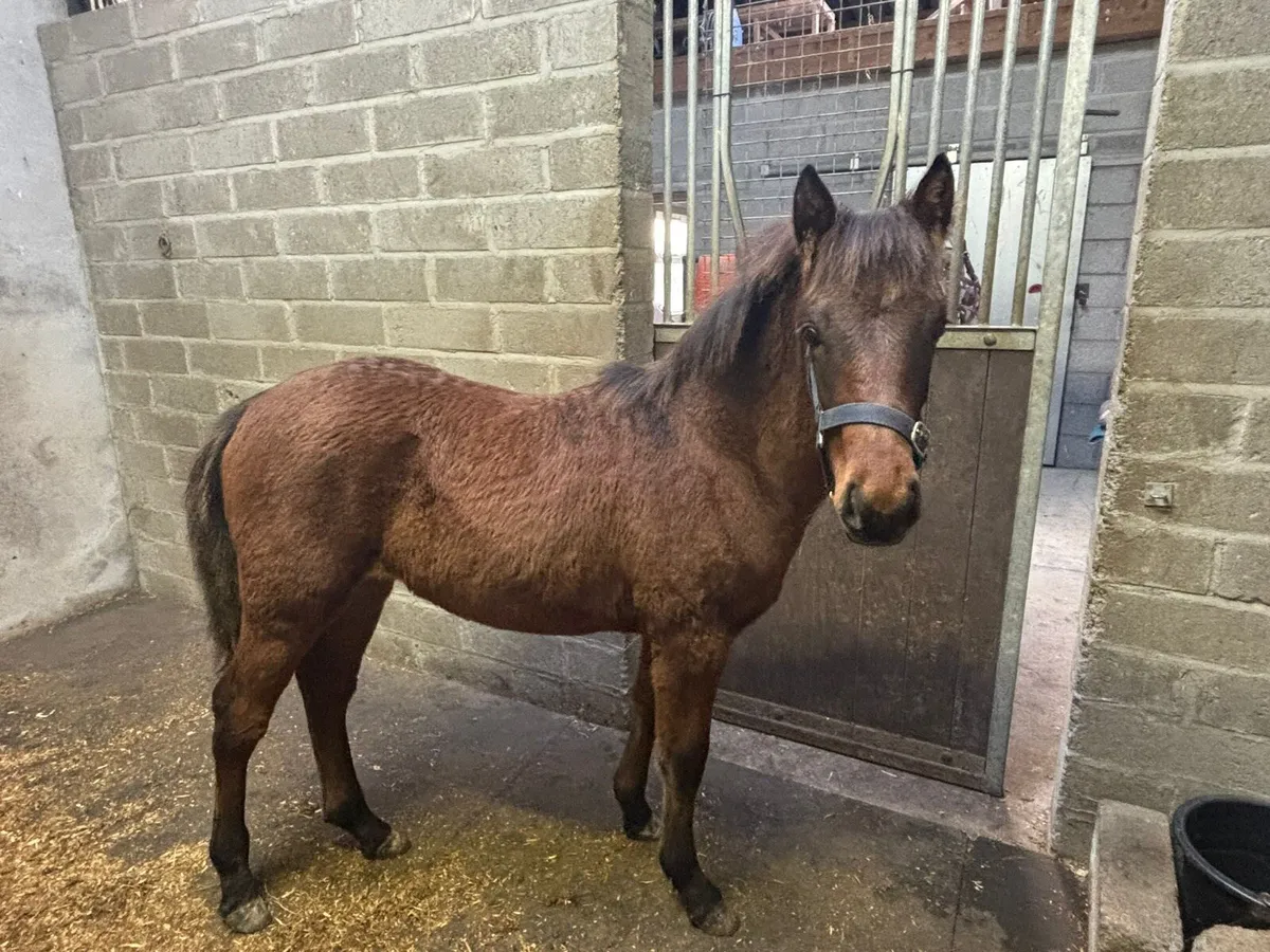 Connemara Colt foal - Image 1