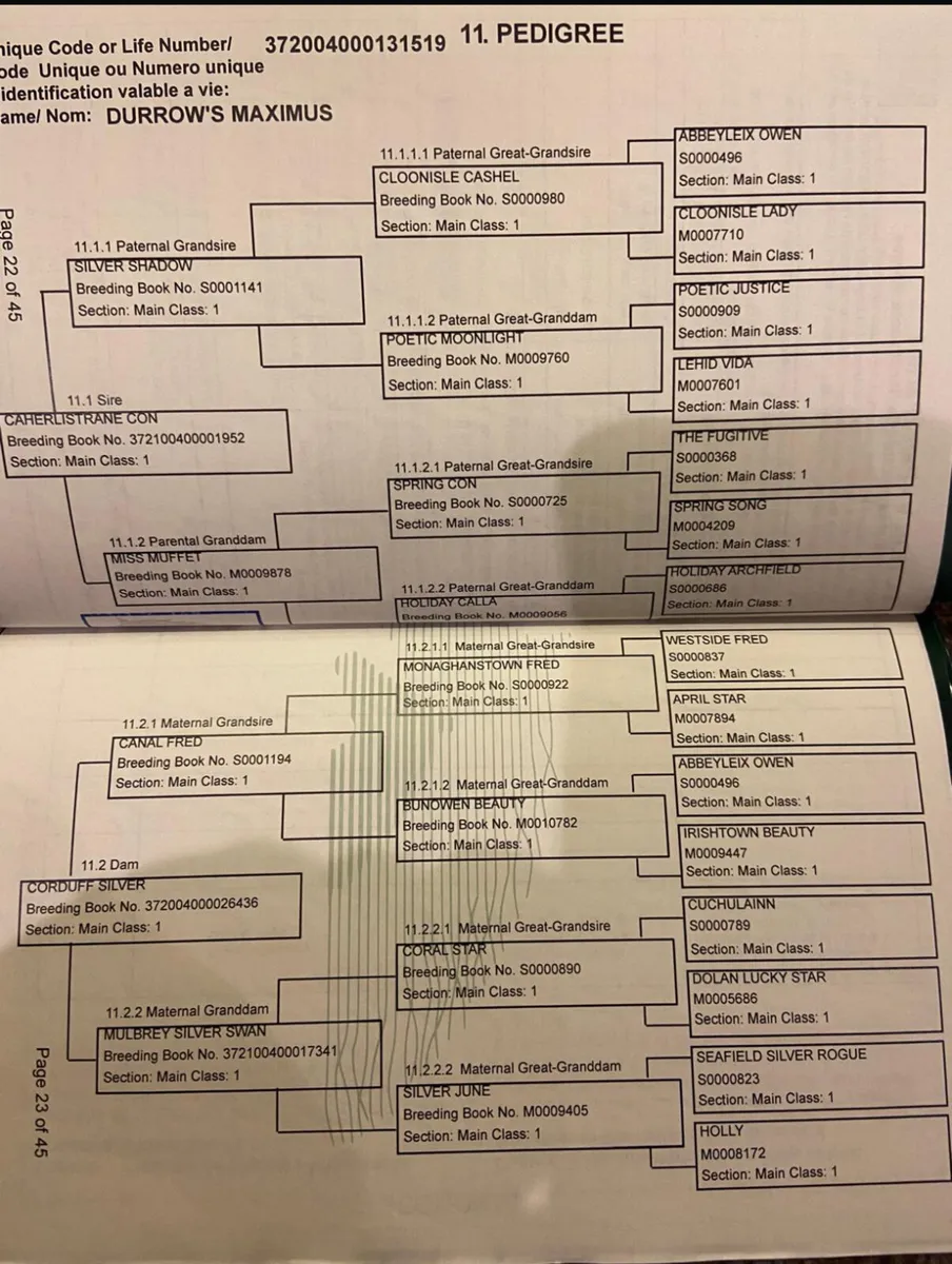 Connemara Colt foal - Image 2