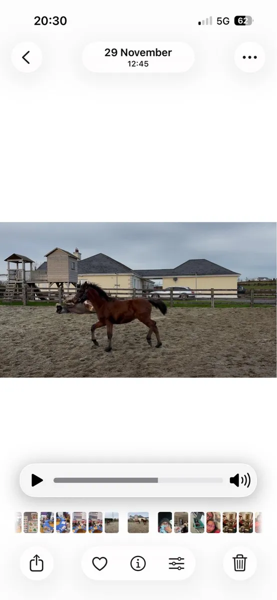 Connemara Colt foal - Image 3