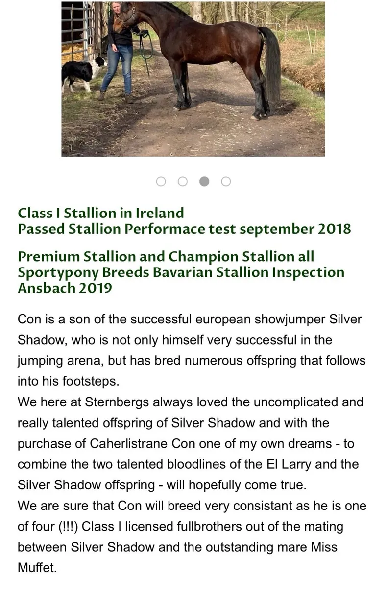 Connemara Colt foal - Image 4