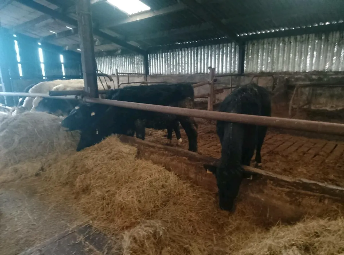 Organic Angus weanlings - Image 1
