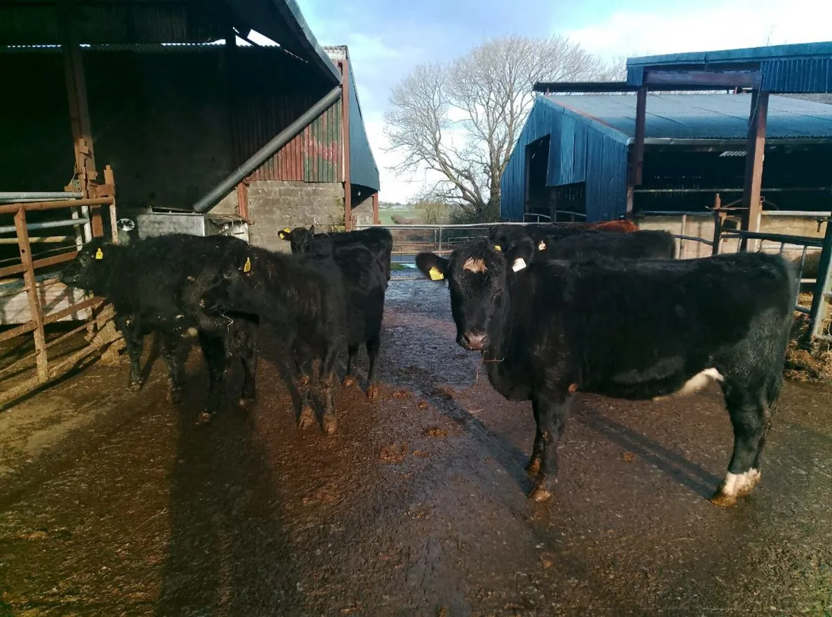 Organic Angus weanlings - Image 2