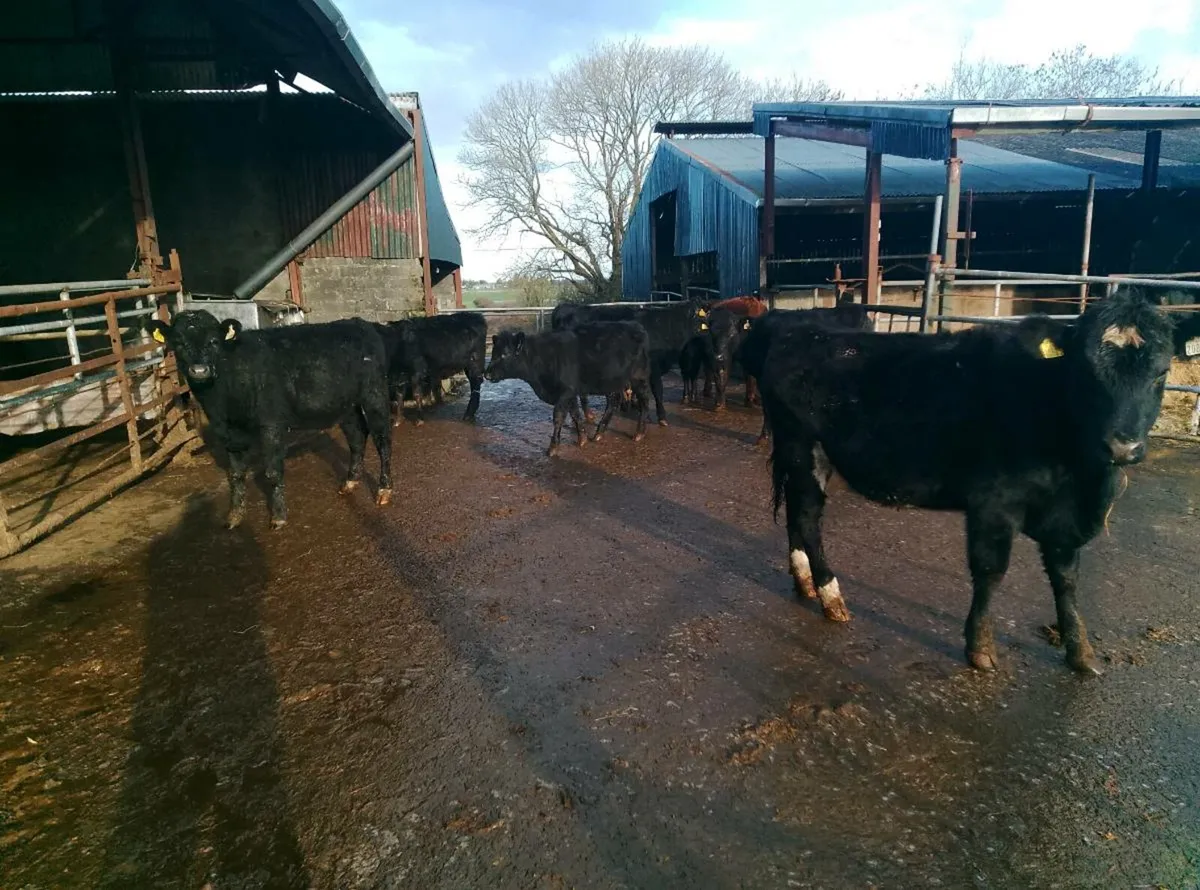 Organic Angus weanlings - Image 3