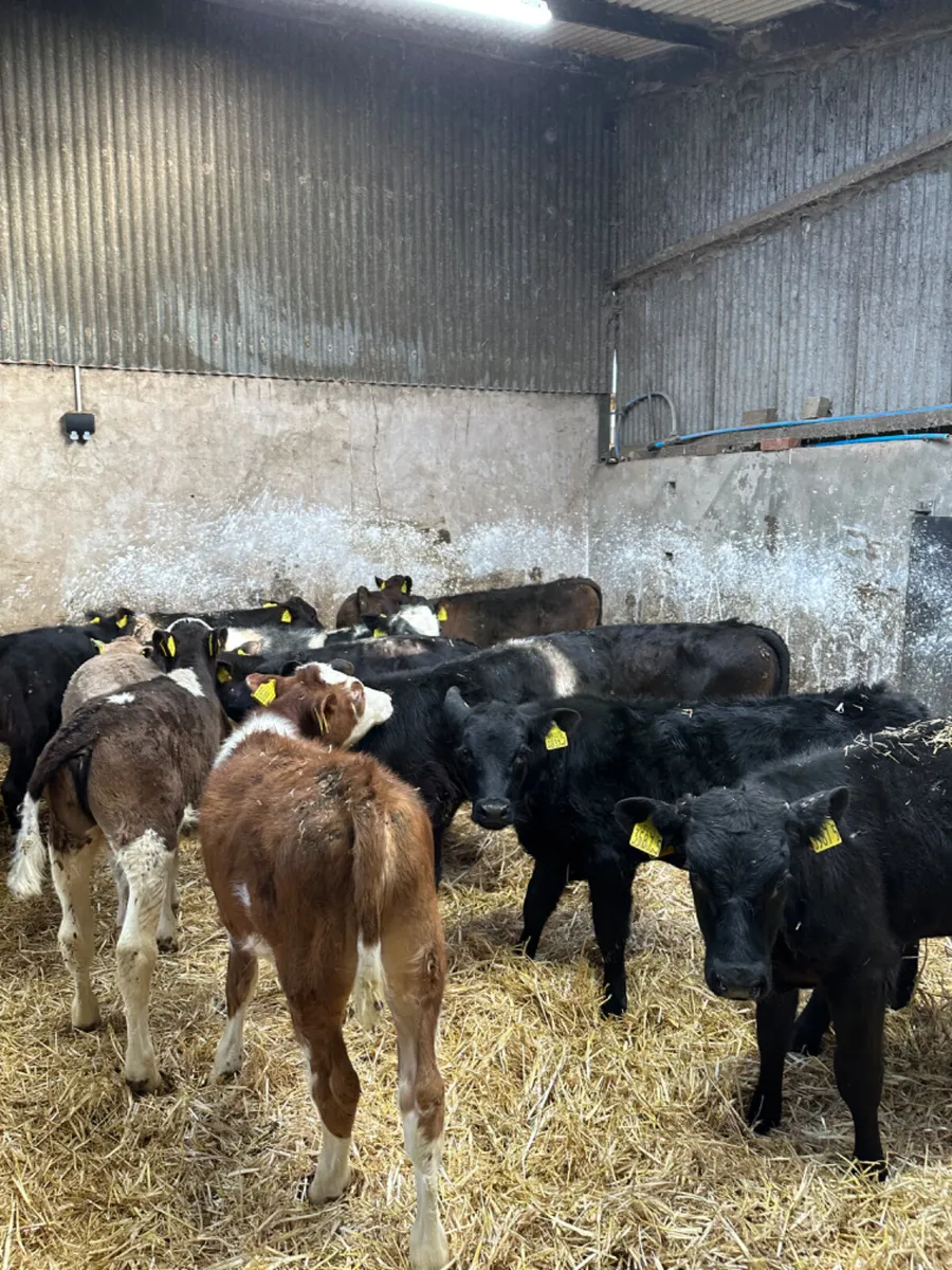 Reared bulls - Image 2