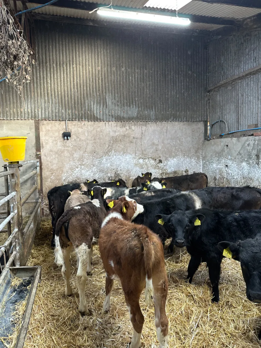 Reared bulls - Image 3