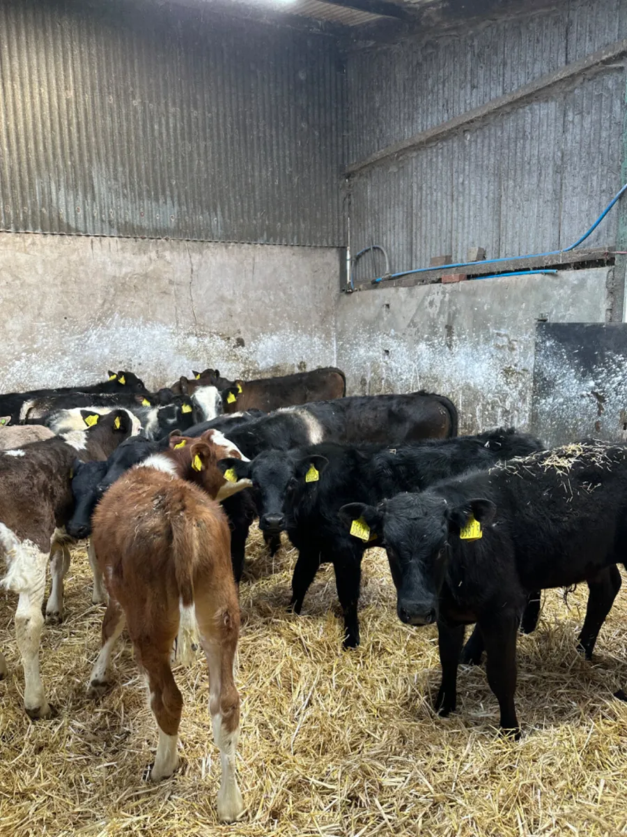 Reared bulls - Image 1