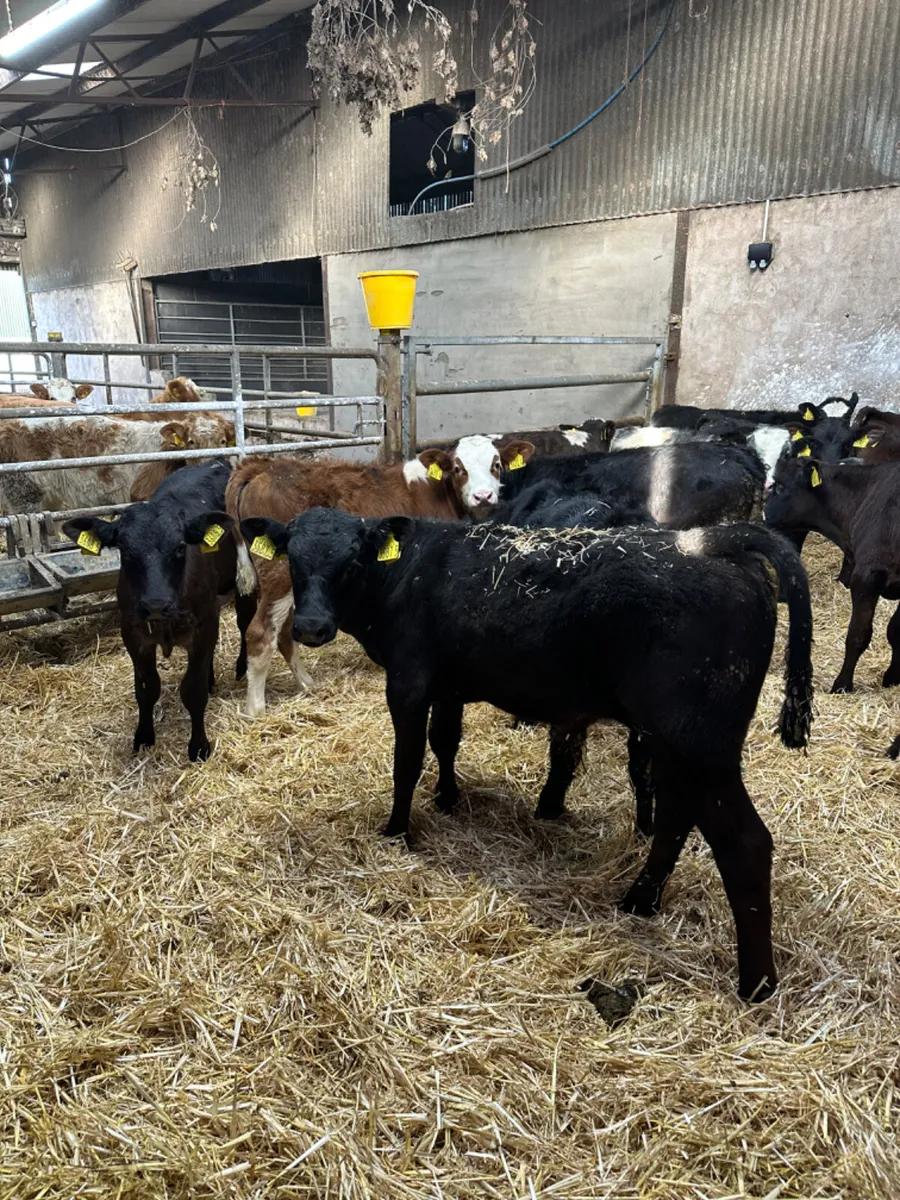 Reared bulls - Image 4