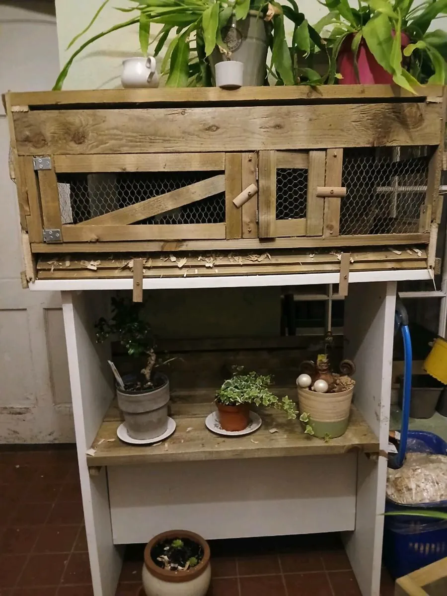 Quail and Quail pen - Image 1