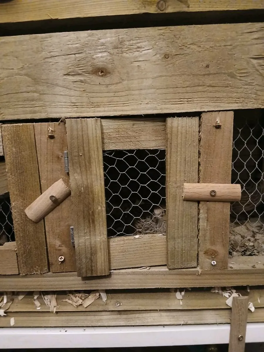 Quail and Quail pen - Image 2