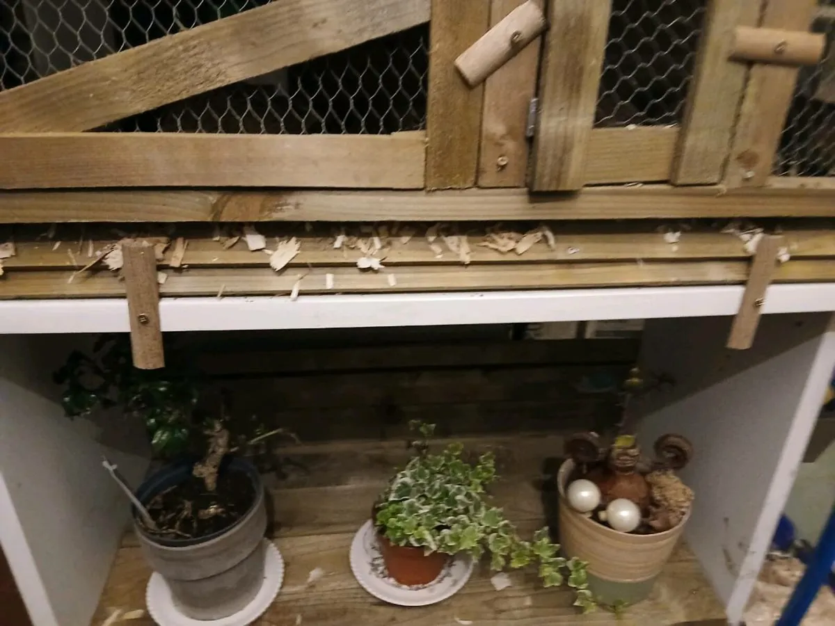 Quail and Quail pen - Image 4