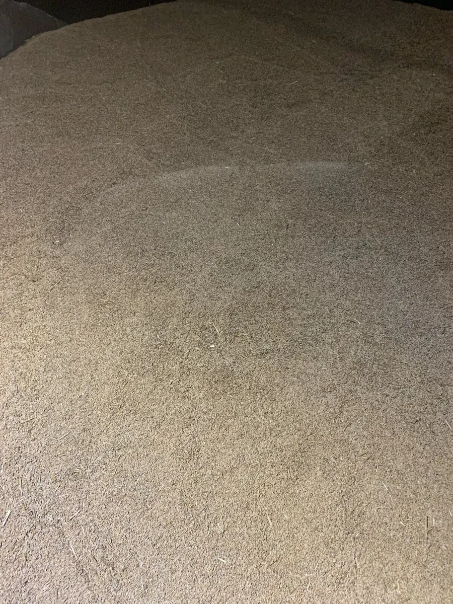 Dried Oats for sale - Image 1