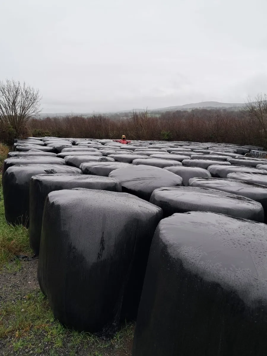 Round baled silage - Image 1