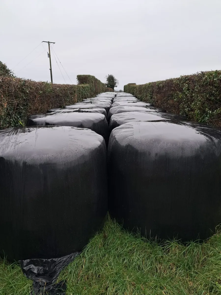 Round baled silage - Image 2