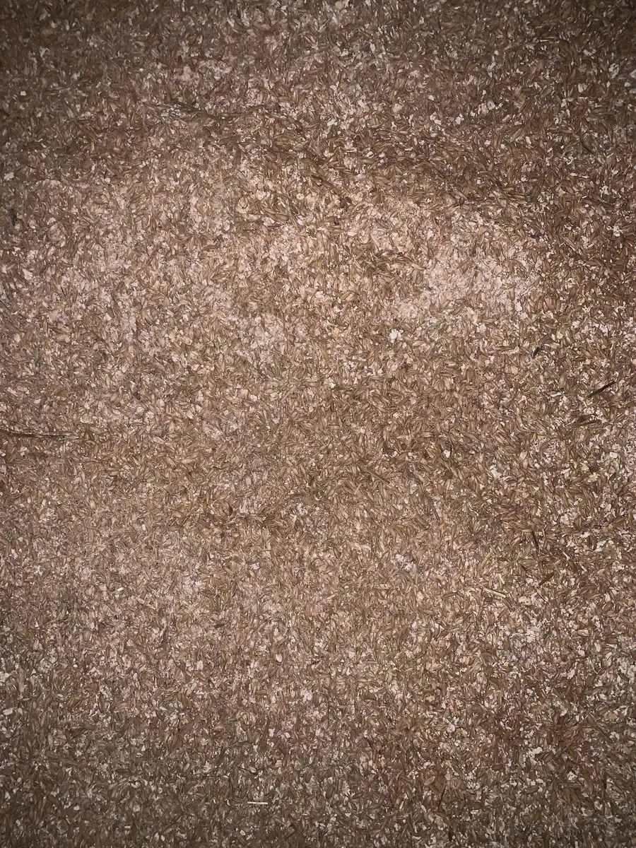 Dried Oats for sale - Image 4
