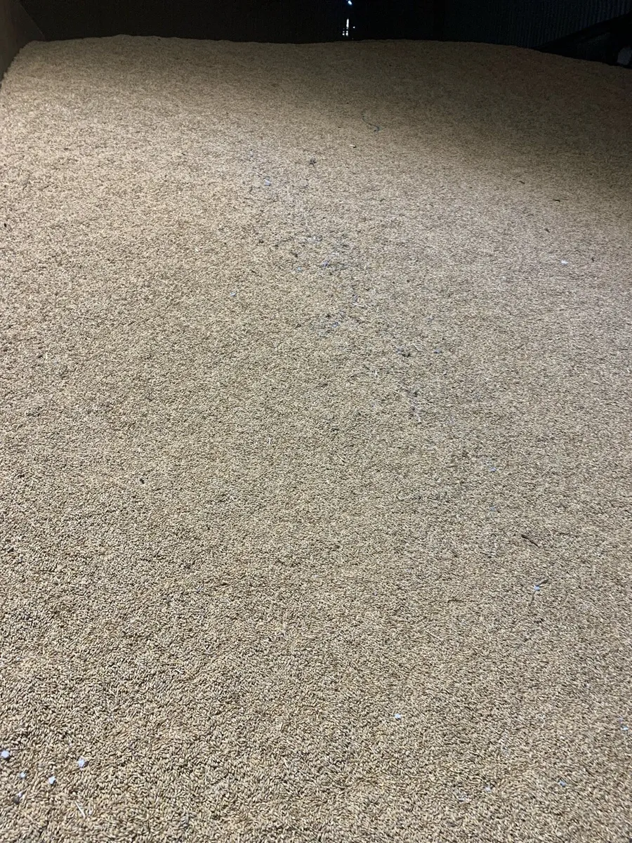 Dried Barley - Image 1