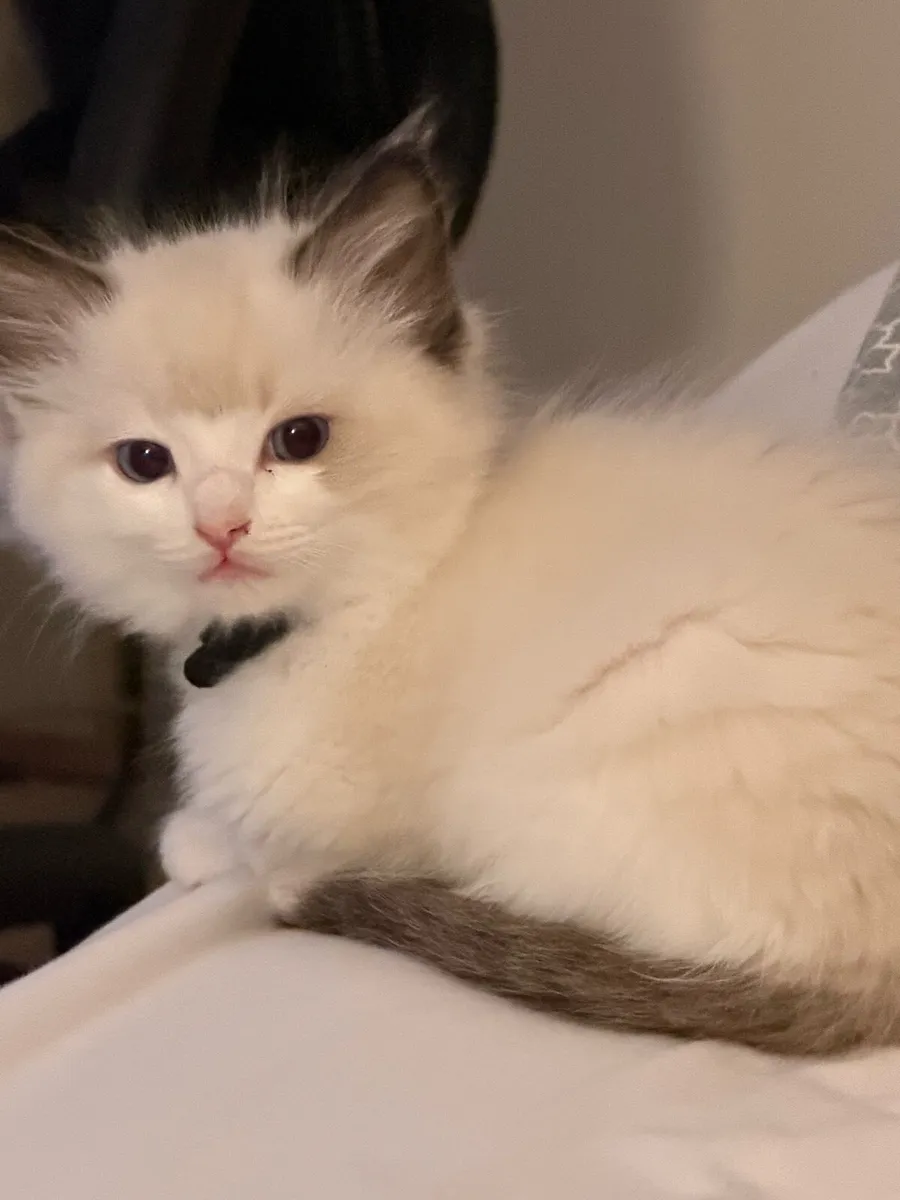 Ragdoll Kitten male - Last one! - Image 1