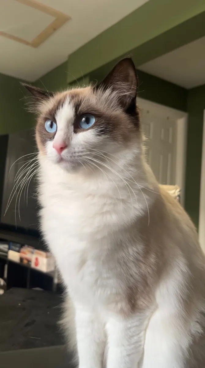 Ragdoll Kitten male - Last one! - Image 2