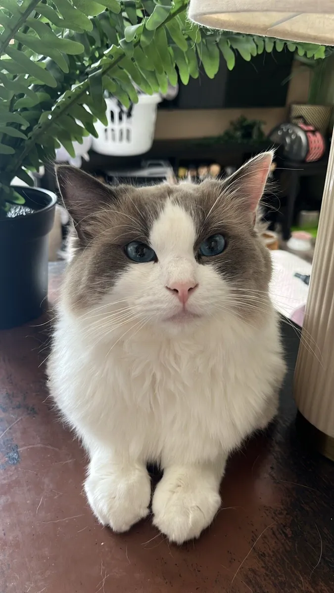 Ragdoll Kitten male - Last one! - Image 3