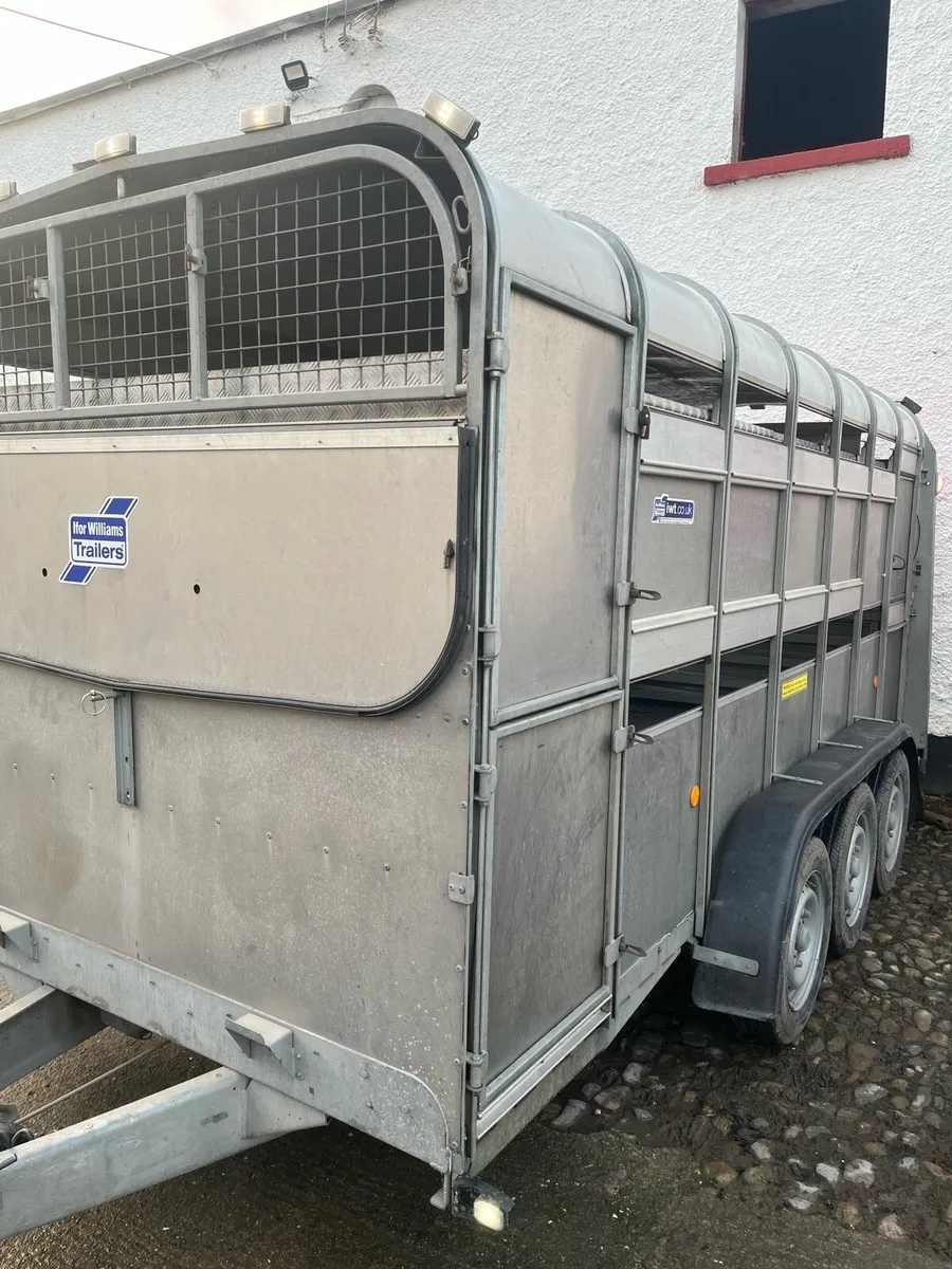 Ivor Williams cattle trailer 14ft - Image 4