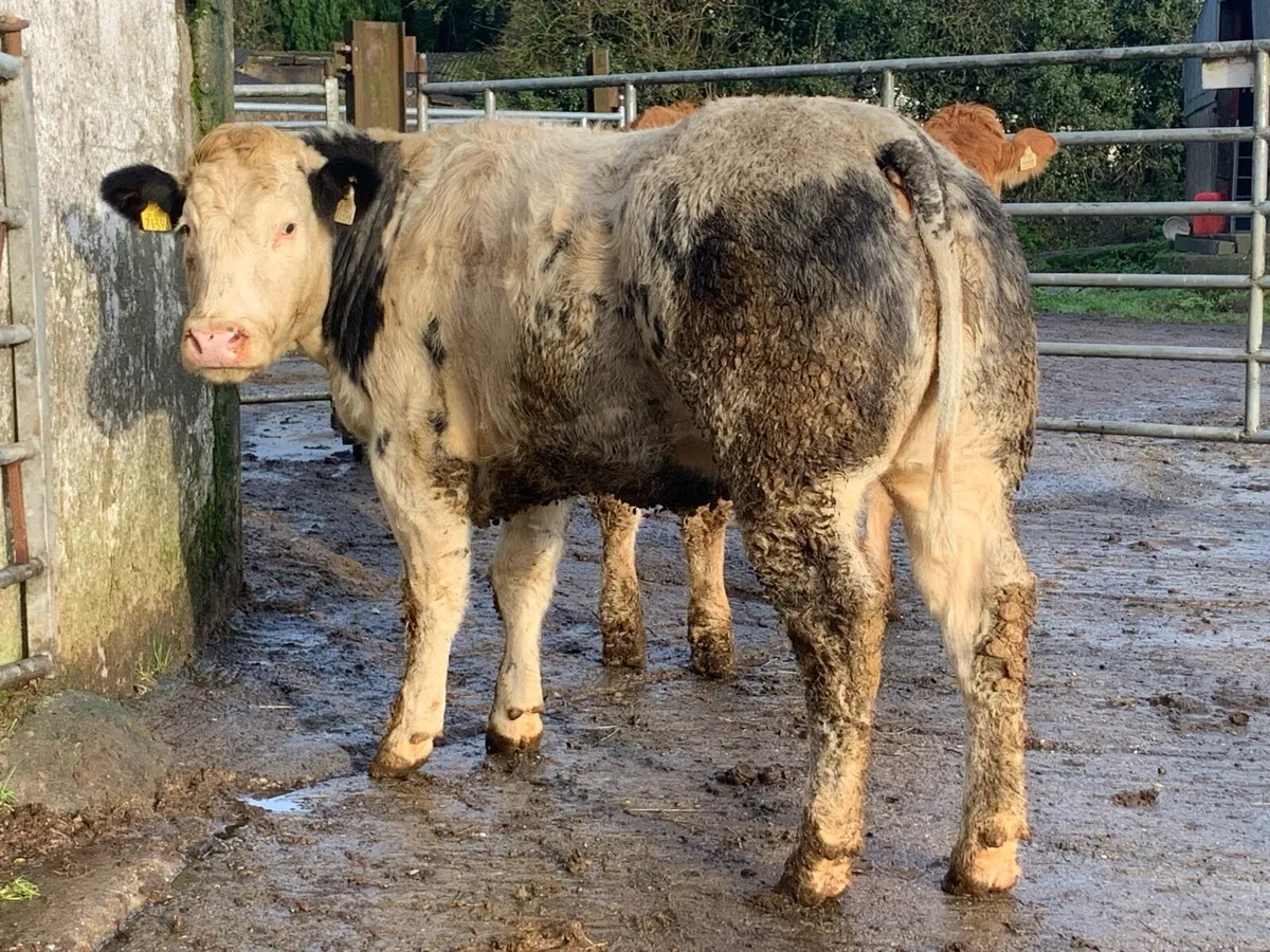 2 super bulling heifers - Image 1