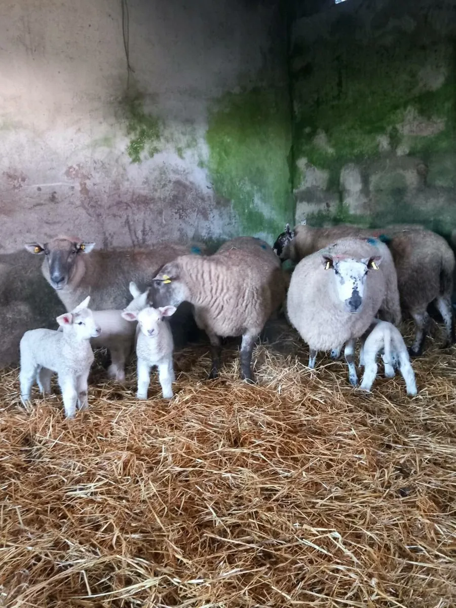 4 ewes and 6 lambs - Image 1