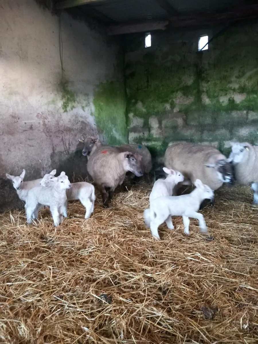 4 ewes and 6 lambs - Image 2