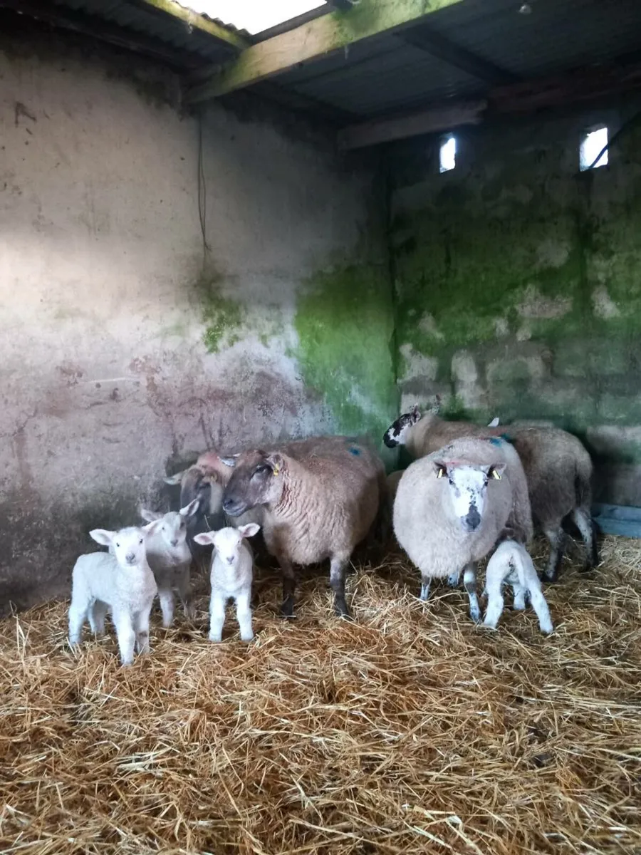 4 ewes and 6 lambs - Image 3