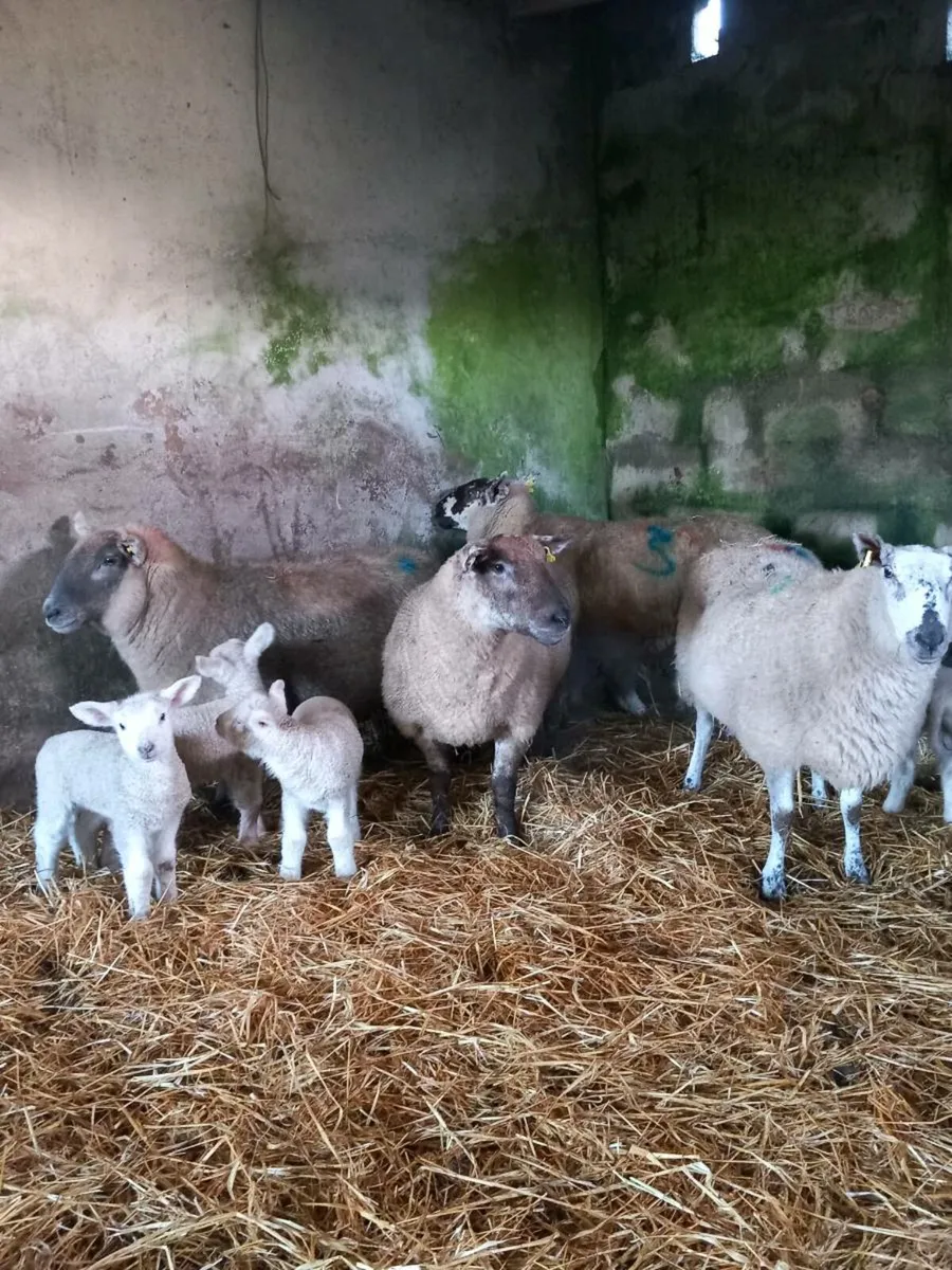4 ewes and 6 lambs - Image 4
