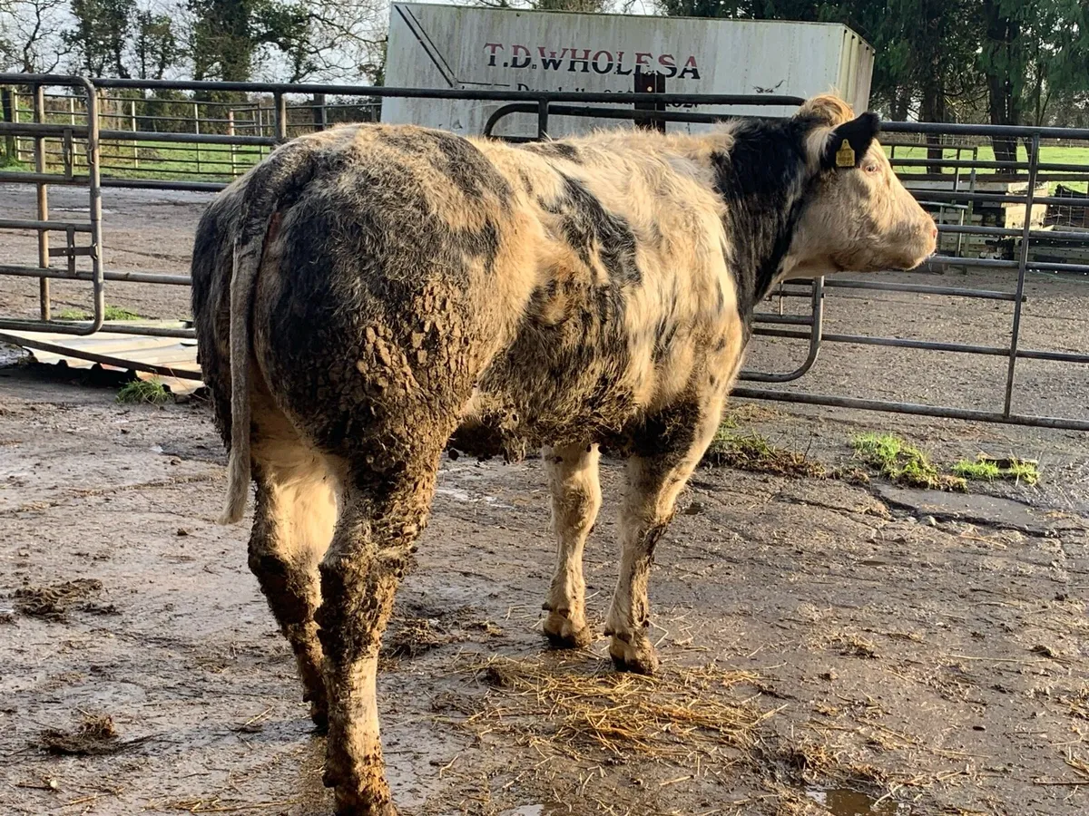 2 super bulling heifers - Image 2