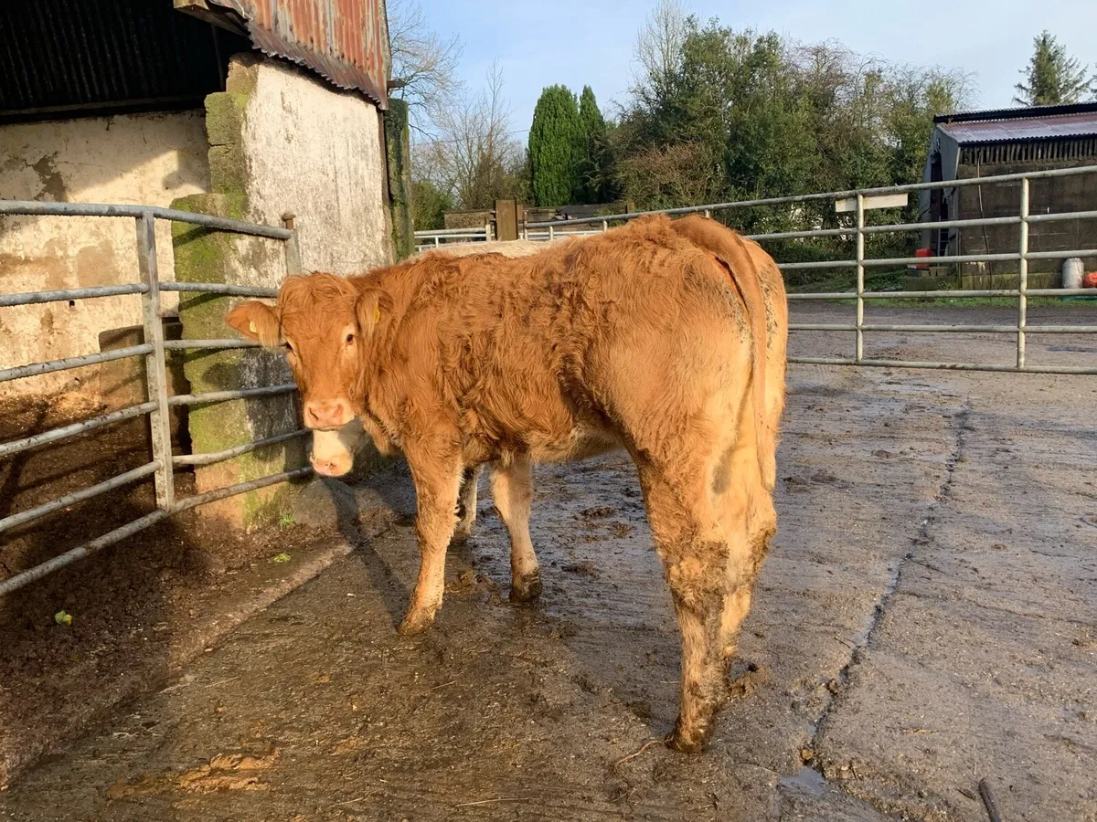 2 super bulling heifers - Image 3