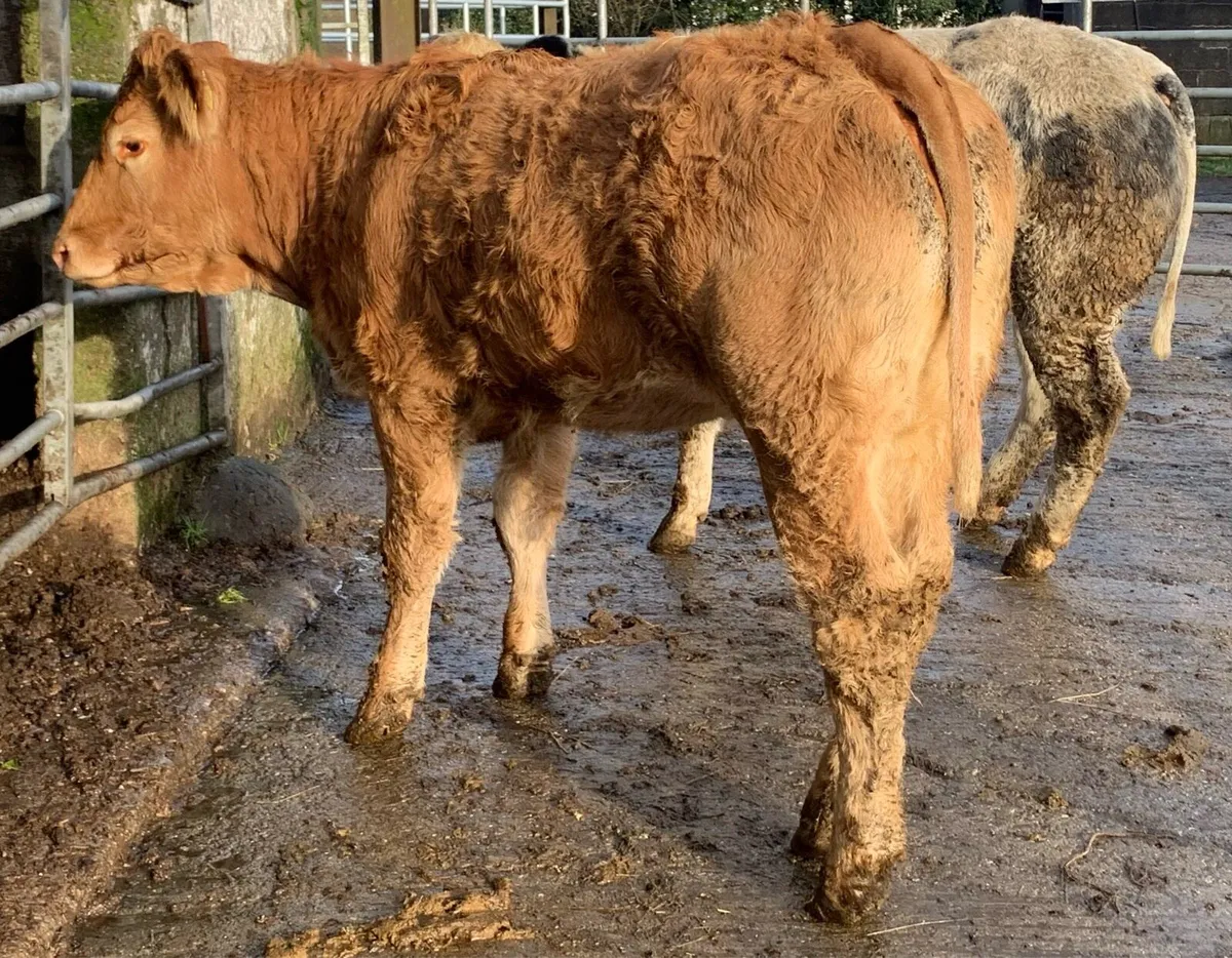 2 super bulling heifers - Image 4