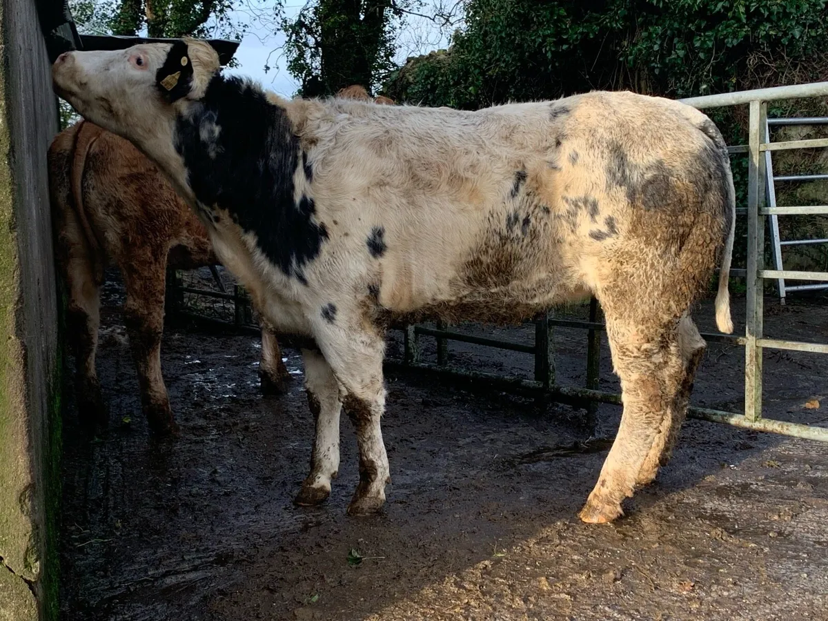 1 super blue bulling heifer - Image 4