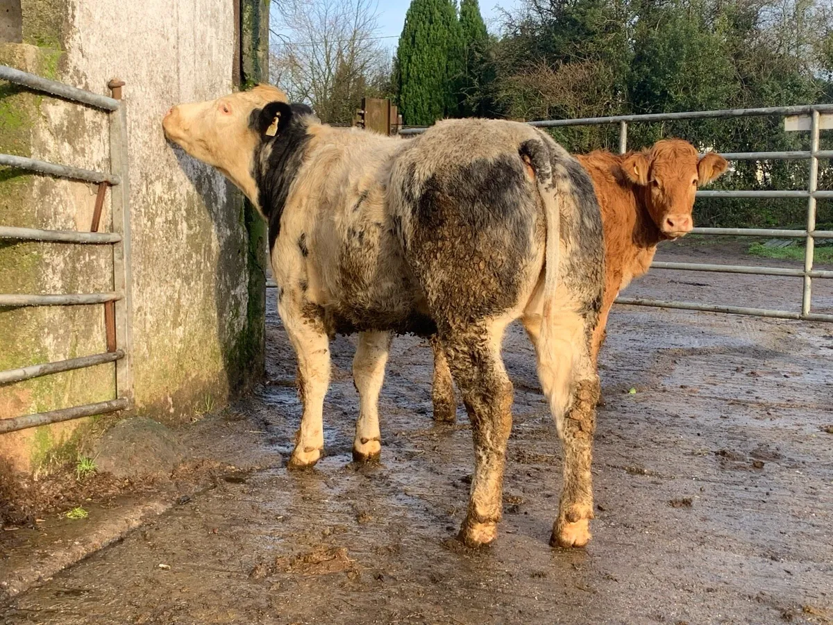 1 super blue bulling heifer - Image 1