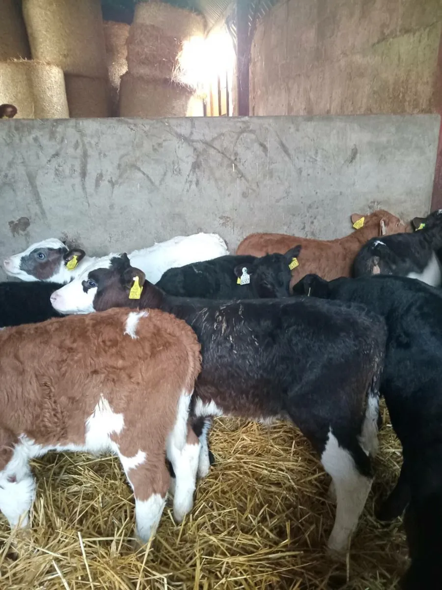 12 super top quality calves - Image 1