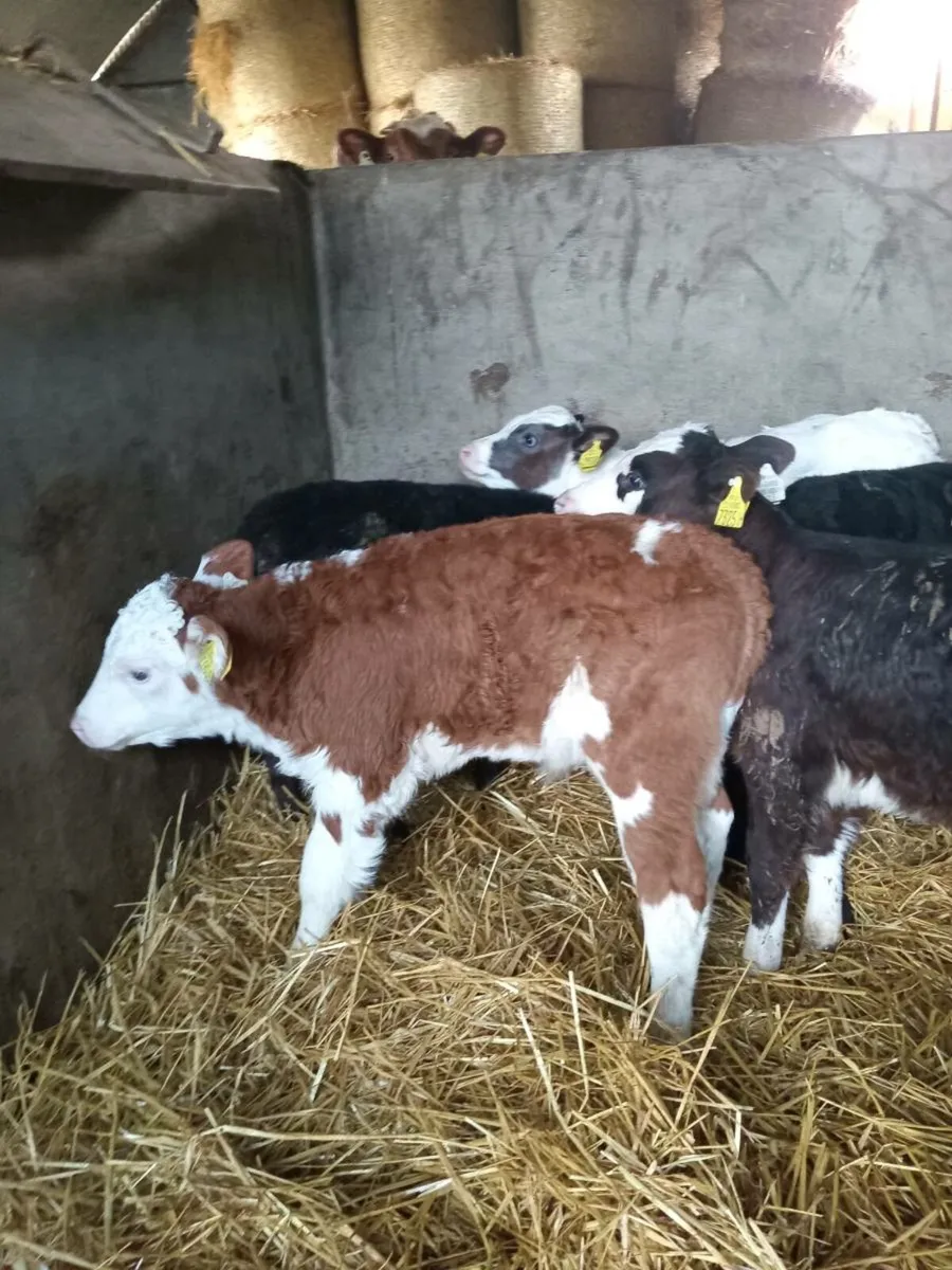 12 super top quality calves - Image 2