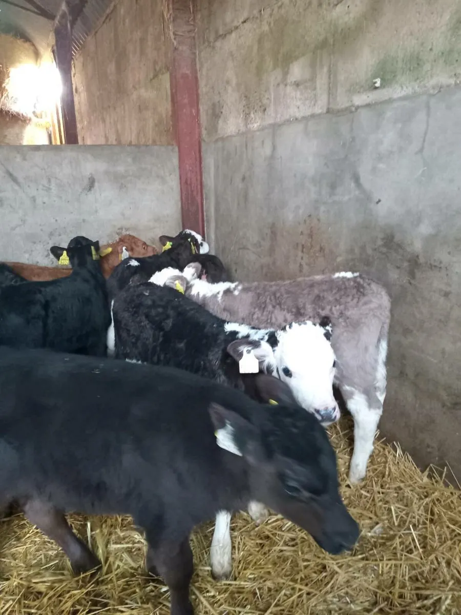 12 super top quality calves - Image 3