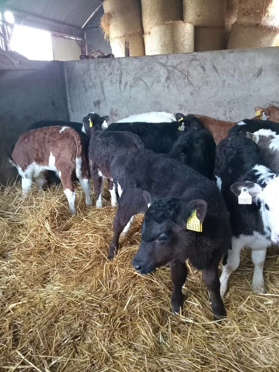 12 super top quality calves - Image 4