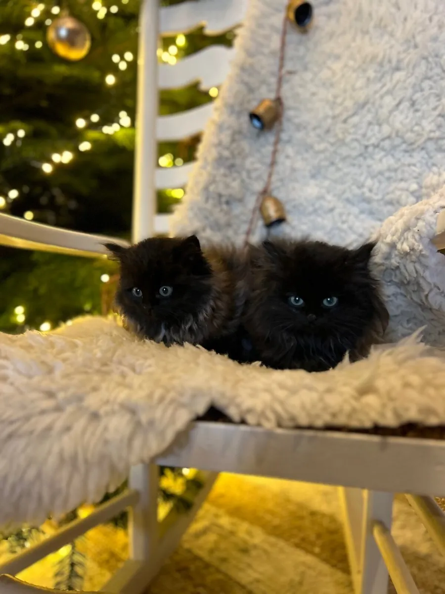 Ragcoon (Ragdoll x Maine coon) - Image 1