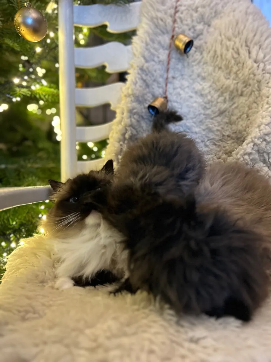 Ragcoon (Ragdoll x Maine coon) - Image 2