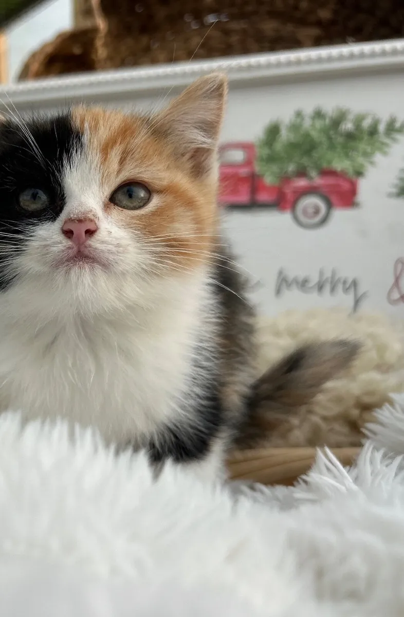 Ragcoon (Ragdoll x Maine coon) - Image 3