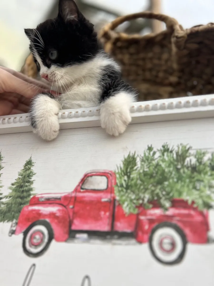 Ragcoon (Ragdoll x Maine coon) - Image 4