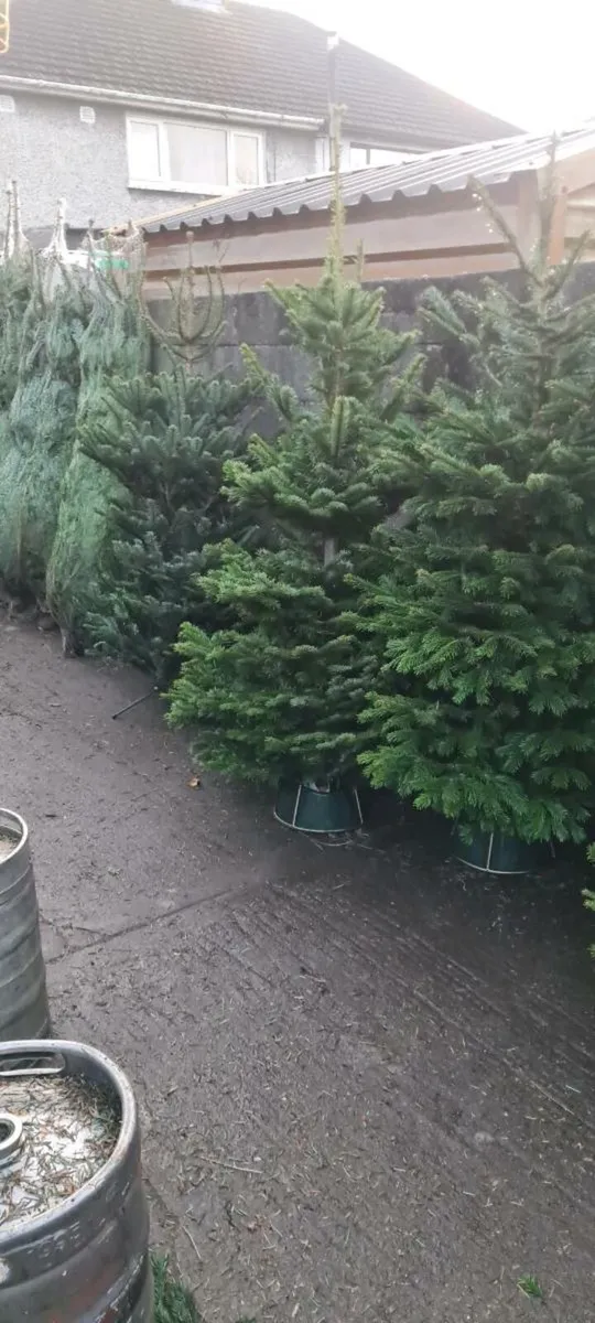 Real Christmas trees - Image 1